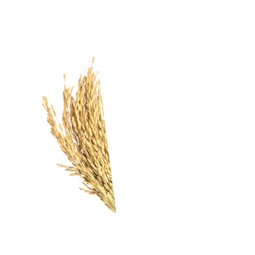 rice stick 1MM