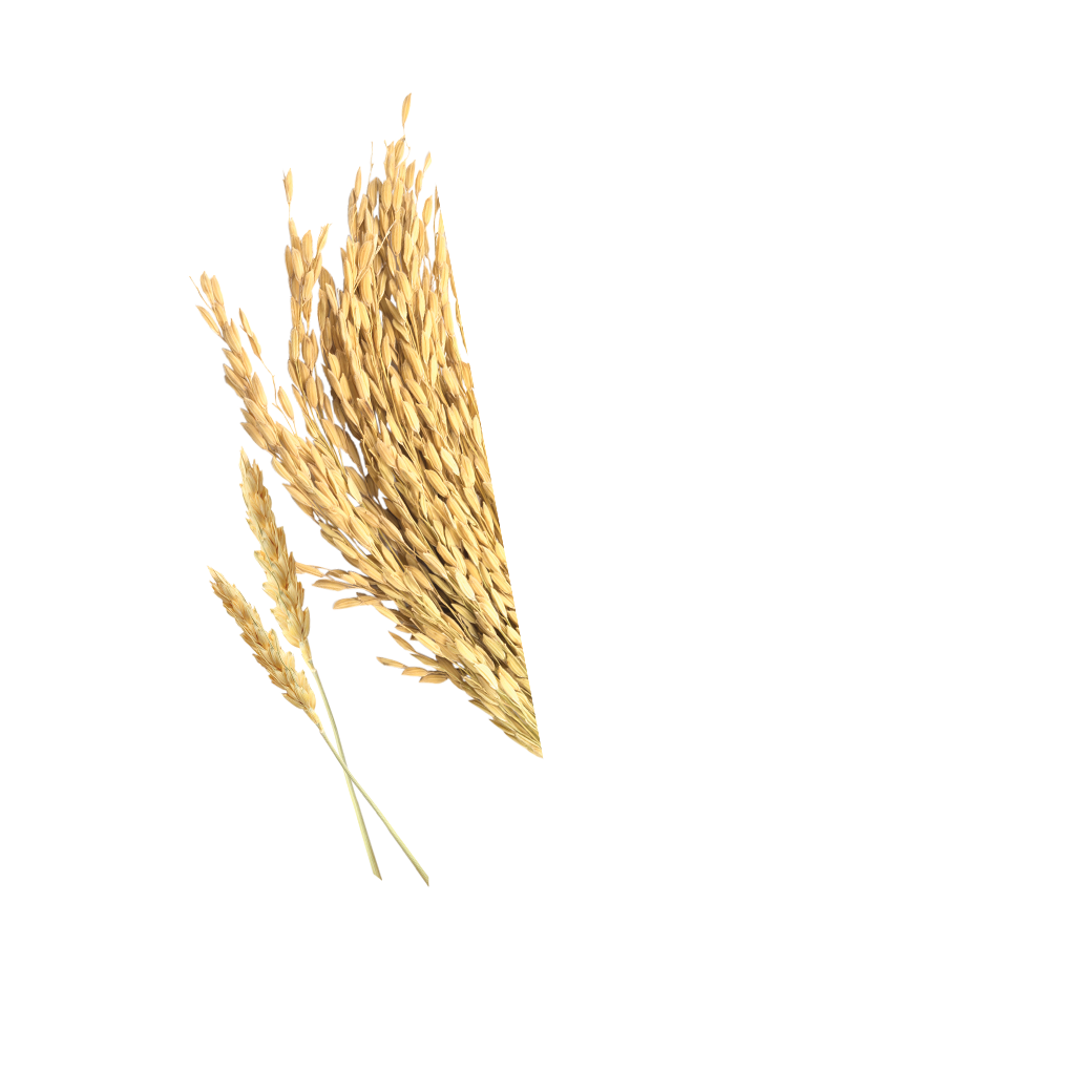 rice vermicelli