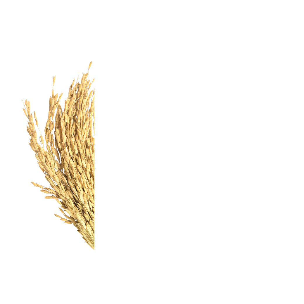 thai jasmine rice