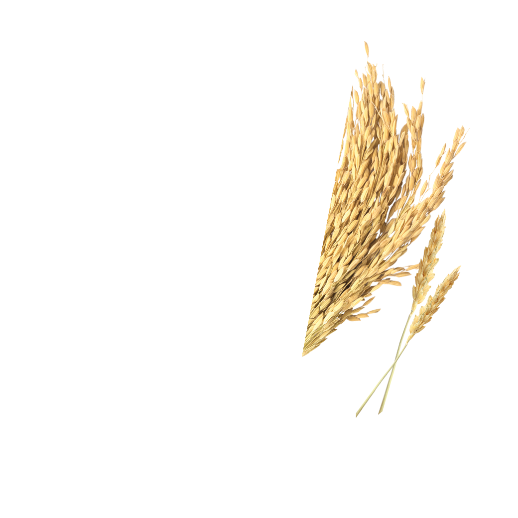 thai jasmine rice